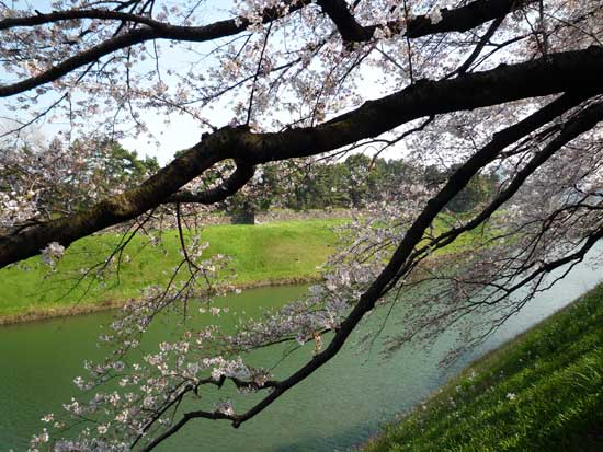 皇居付近のさくら