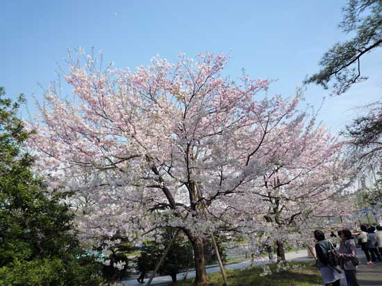 国立劇場さくらまつり