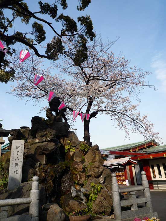 神田明神の桜