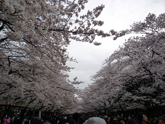 上野公園の桜