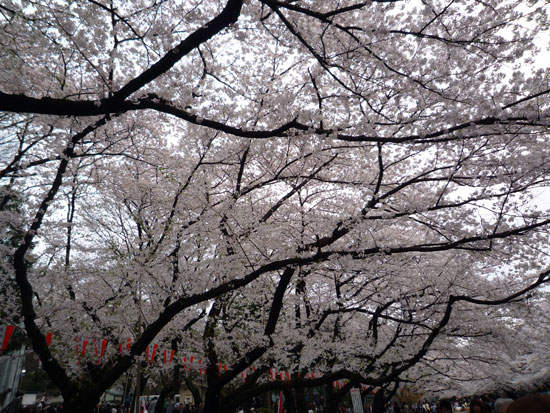 上野公園の桜