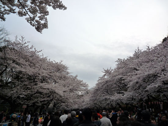 上野公園の桜