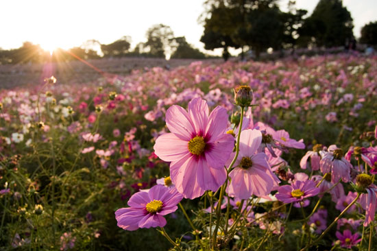 昭和記念公園