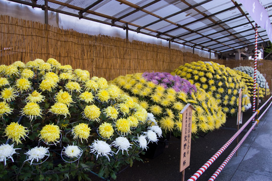 第31回 文京菊まつり