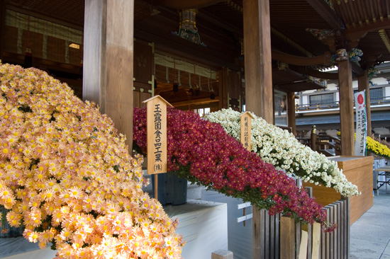 第31回 文京菊まつり