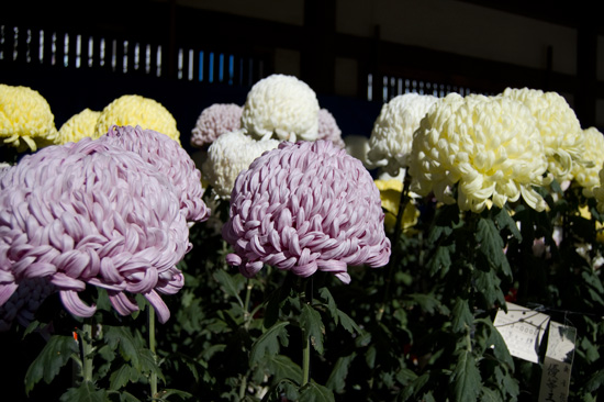 第31回 文京菊まつり