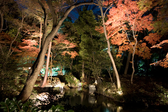 六義園の紅葉ライトアップ