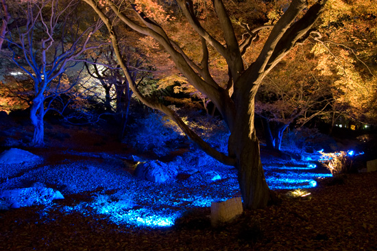 六義園の紅葉ライトアップ