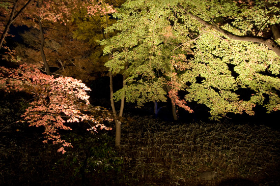 六義園の紅葉ライトアップ