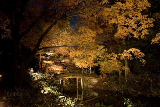 六義園の紅葉ライトアップ