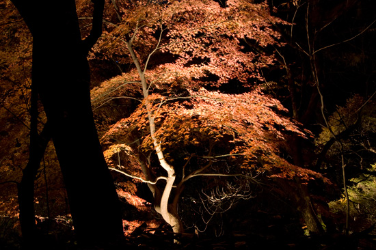 六義園の紅葉ライトアップ