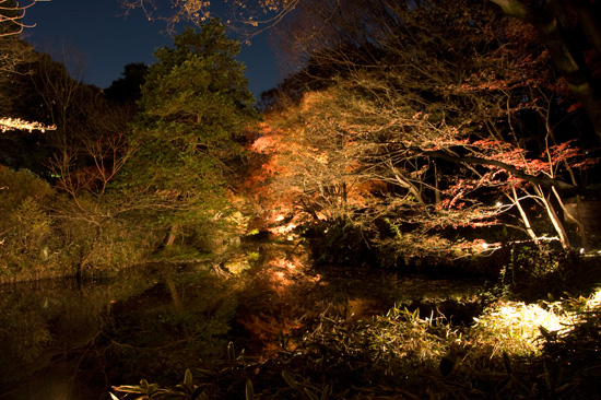 六義園の紅葉ライトアップ