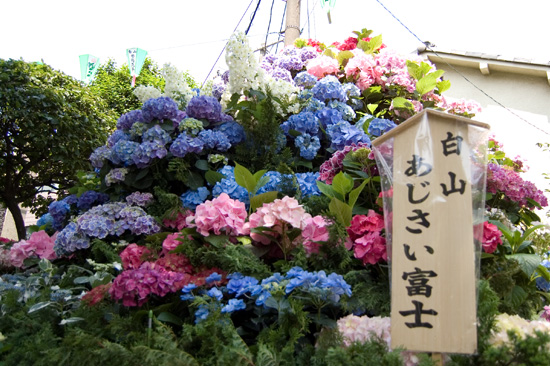 第26回文京あじさいまつり（白山神社）