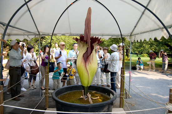 小石川植物園で咲いた世界一大きな花「ショクダイオオコンニャク」