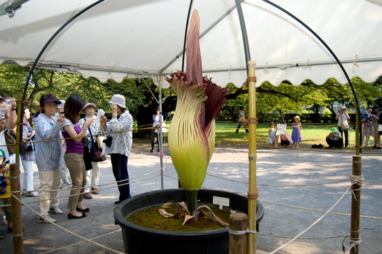小石川植物園で咲いた世界一大きな花「ショクダイオオコンニャク」