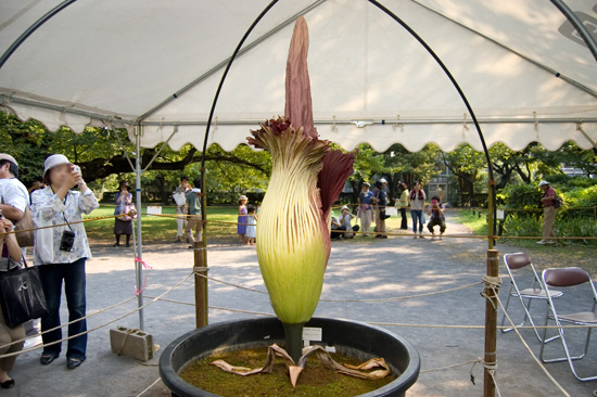 小石川植物園で咲いた世界一大きな花「ショクダイオオコンニャク」