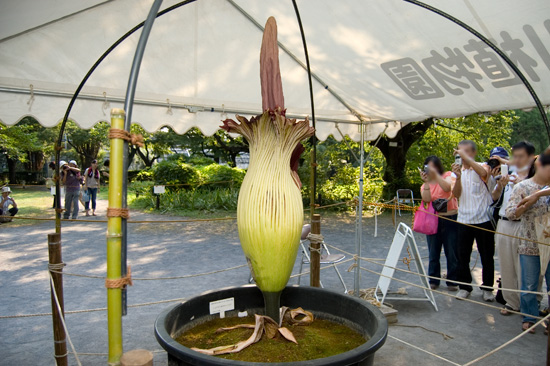 小石川植物園で咲いた世界一大きな花「ショクダイオオコンニャク」