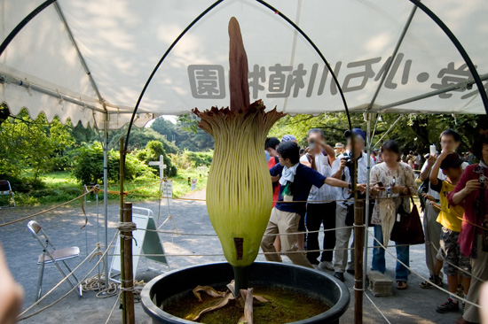 小石川植物園で咲いた世界一大きな花「ショクダイオオコンニャク」