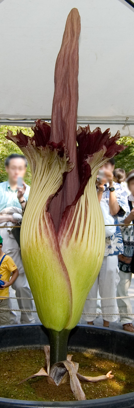 小石川植物園で咲いた世界一大きな花「ショクダイオオコンニャク」