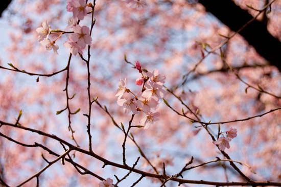 富士森公園の桜