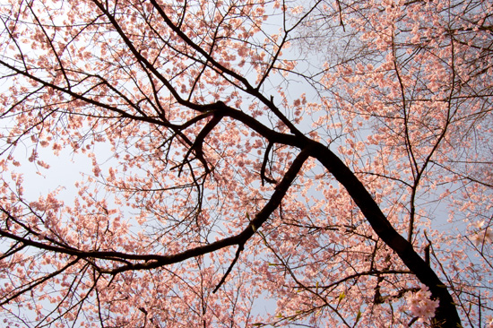 富士森公園の桜