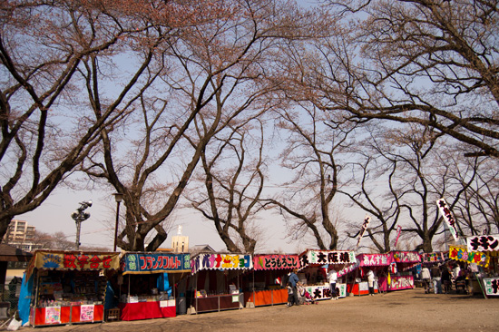 富士森公園の桜