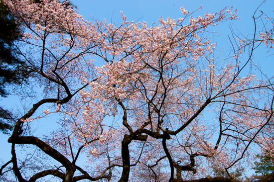 富士森公園の桜