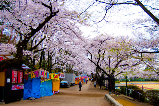 富士森公園の桜