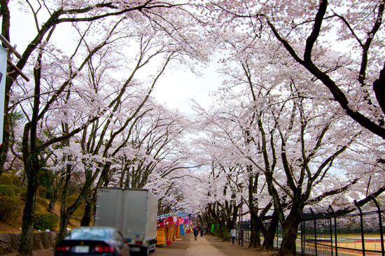 富士森公園の桜