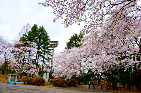 富士森公園の桜