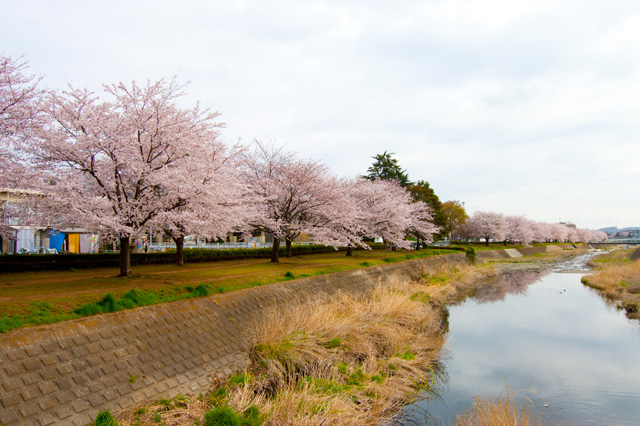 南浅川緑地の桜