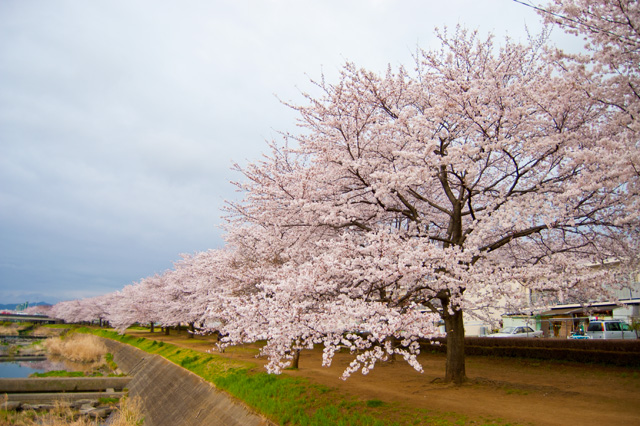 南浅川緑地の桜