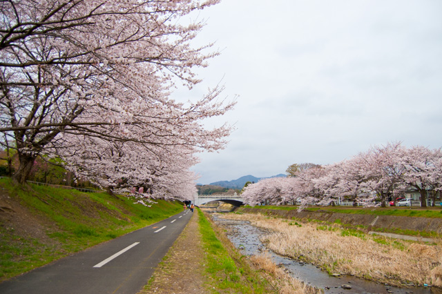 南浅川緑地の桜