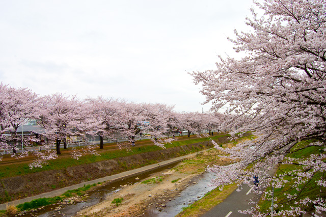 南浅川緑地の桜