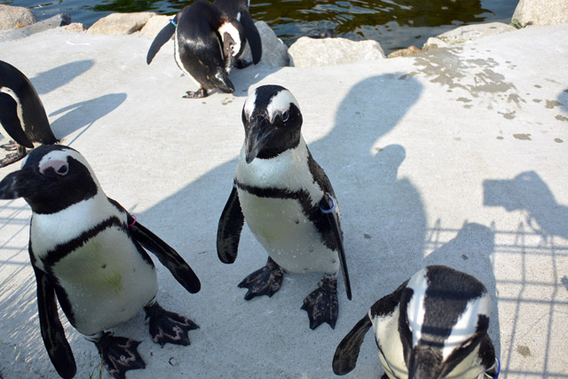 神戸どうぶつ王国 ペンギン