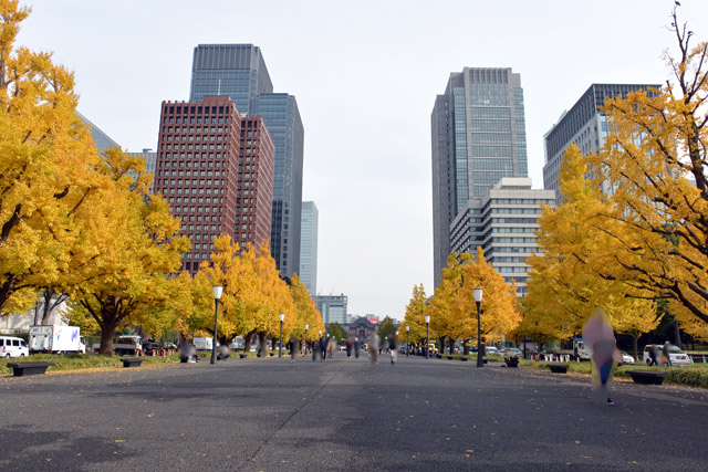 東京駅丸の内周辺の紅葉 行幸通りの紅葉 東京都千代田区 ぞえぞえねっと