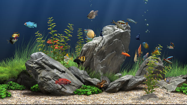 パソコンの画面を水槽に 泳ぐ熱帯魚など選べる Dream Aquarium Screensaver ドリームアクアリウムスクリーンセイバー Windos Mac Os対応 ぞえぞえねっと